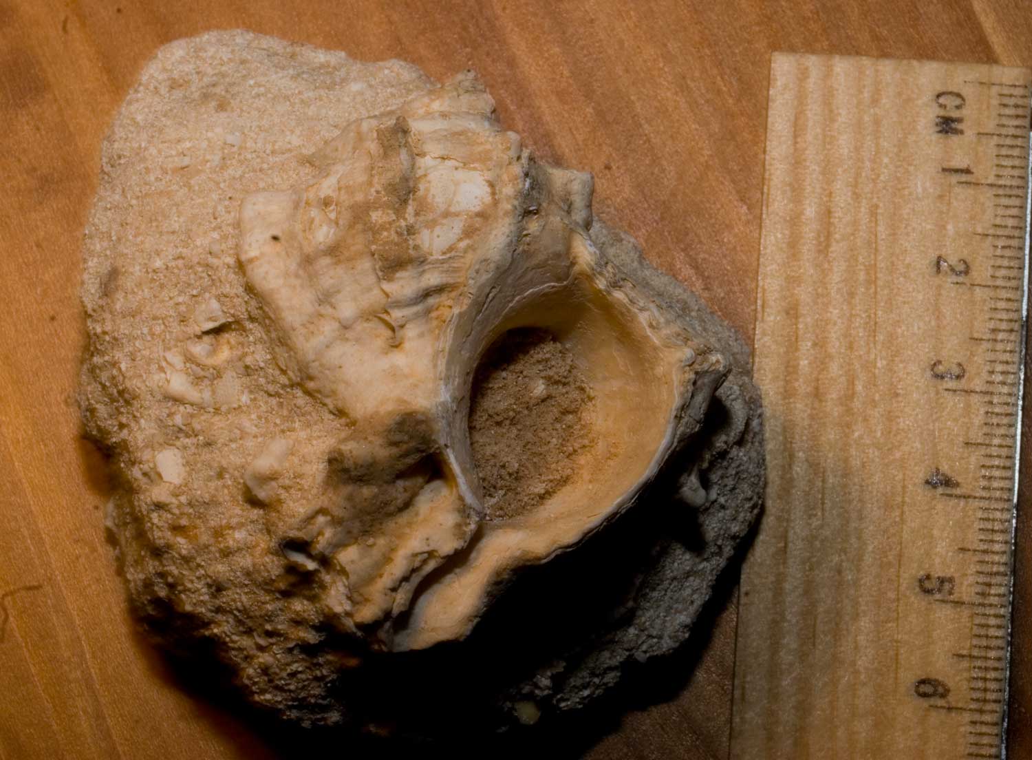 Fossili Tunisini 2